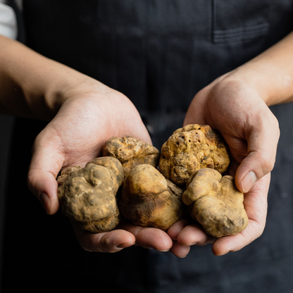 Tartufo Bianco "Trifola" - Tuber Magnatum Pico 50g