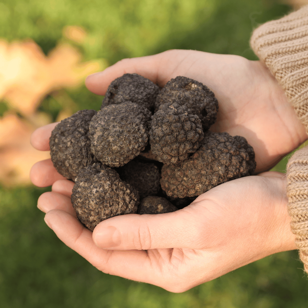 Tartufo nero Uncinato - Tuber Uncinatum