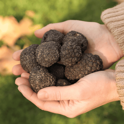 Tartufo nero Uncinato - Tuber Uncinatum