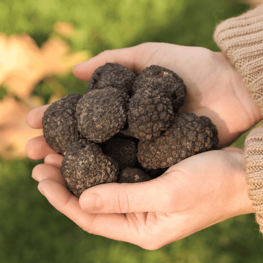Tartufo nero Uncinato - Tuber Uncinatum
