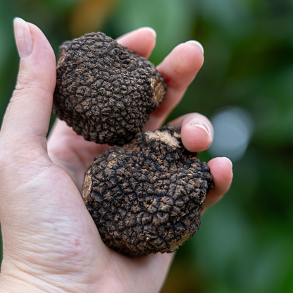 Tartufo Nero Estivo Scorzone fresco raccolto in giornata - Tuber aestivum Vitt.