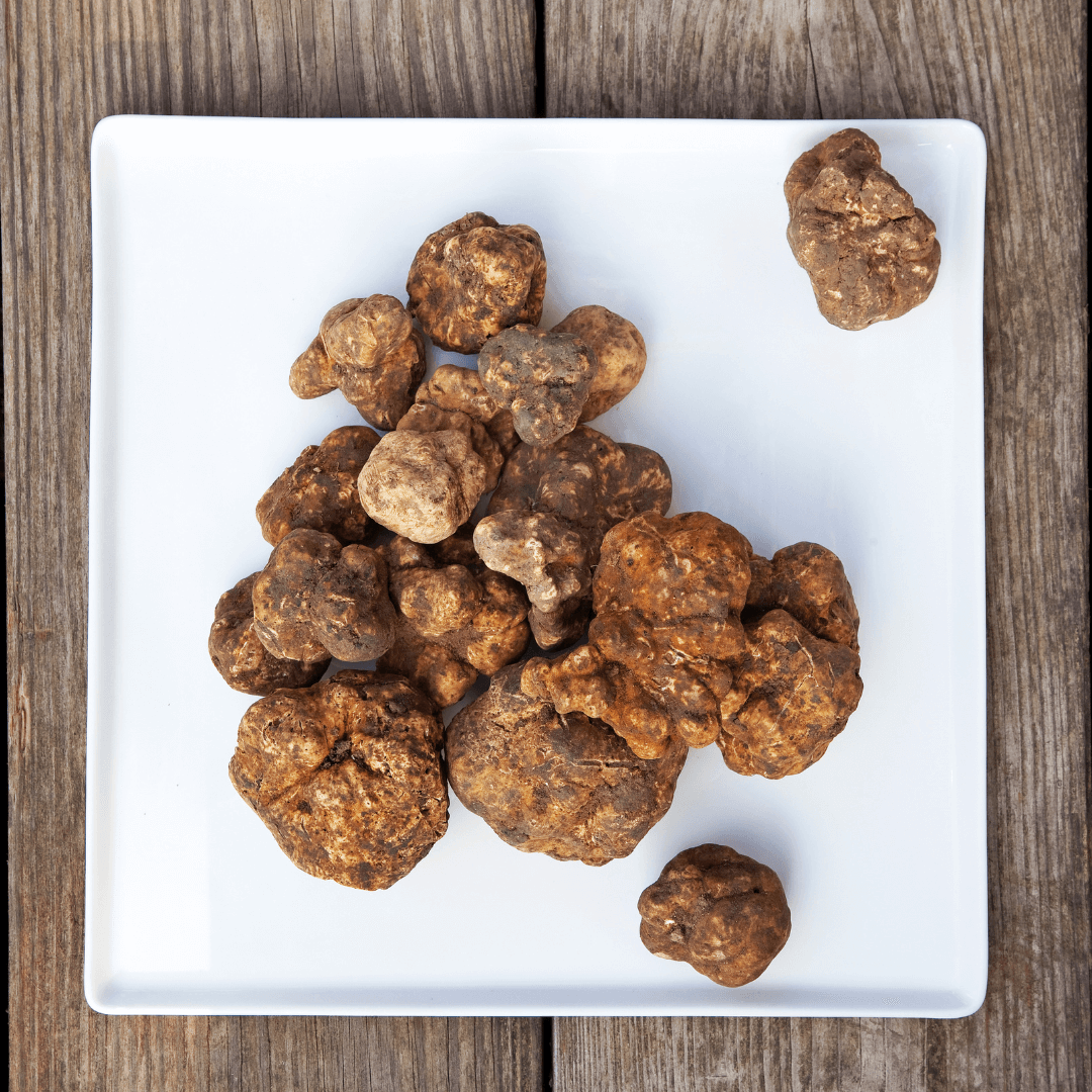 Tartufo Bianchetto Marzuolo - Tuber borchii Vitt.