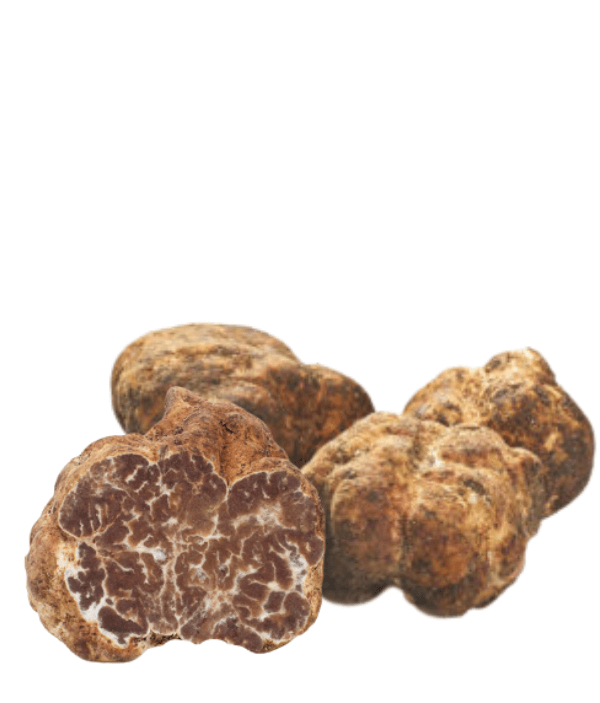 Tartufo Bianchetto Marzuolo - Tuber borchii Vitt.