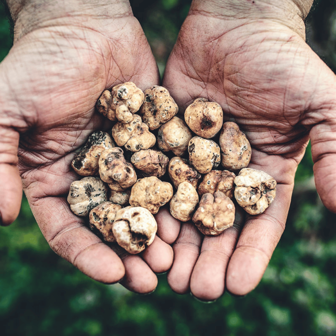 Tartufo Bianchetto Marzuolo - Tuber borchii Vitt.