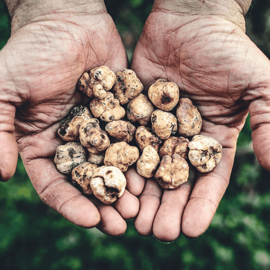 Tartufo Bianchetto Marzuolo - Tuber borchii Vitt.